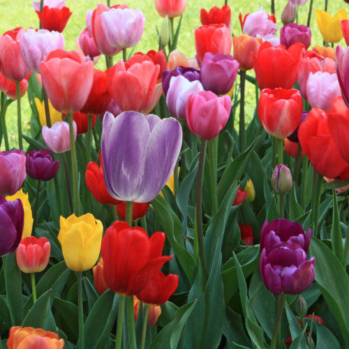 Tulip Bulbs - Single Early Mixed